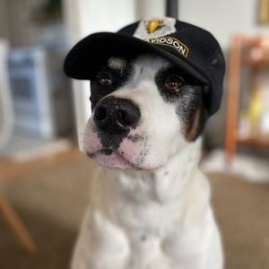 Meet your Posher, Maverick